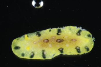 Media type: image;   Malacology 393878 Description: live specimen;